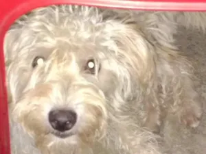 Cachorro raça Poodle misturada  idade 2 a 6 meses nome Não tem nome, são filhotes