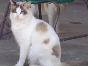 Gato raça SRD idade  nome Linda