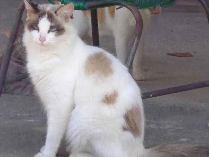 Gato ra a SRD idade  nome Linda