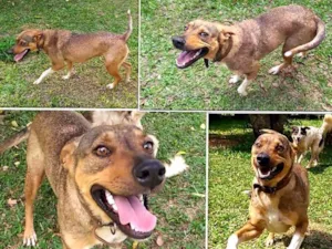 Cachorro raça Raça idade 3 anos nome Petra