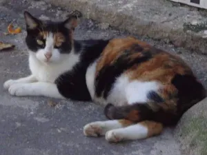 Gato raça srd idade  nome Charmosa