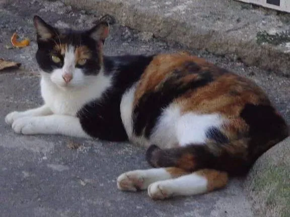 Gato ra a srd idade  nome Charmosa