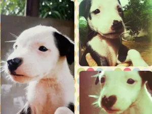 Cachorro raça SRD idade 2 a 6 meses nome Filhotes 