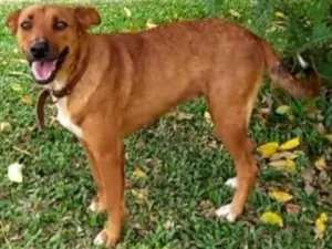 Cachorro raça Raça idade 3 anos nome Fily