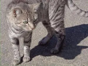 Gato raça SRD idade  nome Dengosa