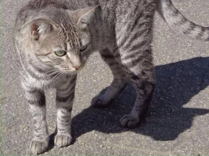Gato ra a SRD idade  nome Dengosa