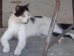 Gato raça SRD idade  nome Formosinha