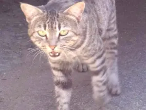 Gato raça SRD idade  nome Tigrado