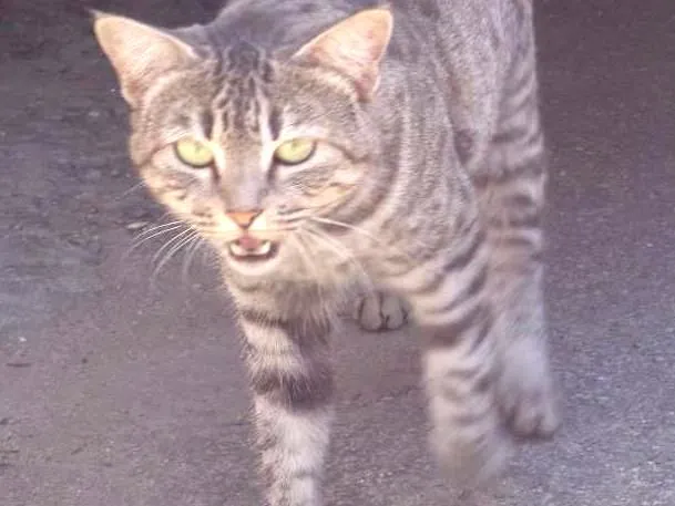 Gato ra a SRD idade  nome Tigrado