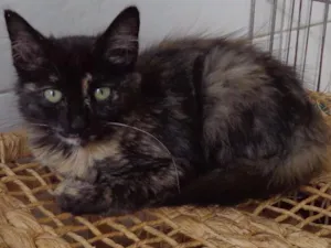Gato raça SRD idade 2 a 6 meses nome Frida