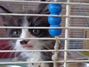 Gato raça SRD idade Abaixo de 2 meses nome Mimosa