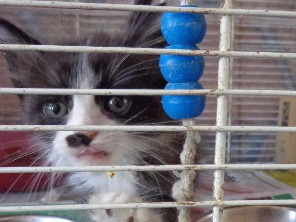 Gato ra a SRD idade Abaixo de 2 meses nome Mimosa