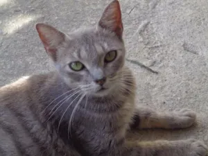 Gato raça srd idade  nome Felina