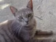 Felina