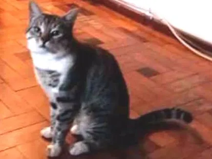 Gato ra a Não identificamos idade 3 anos nome Frederico