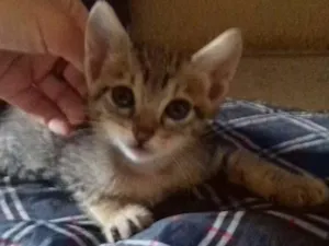Gato raça  idade Abaixo de 2 meses nome Não tem ainda