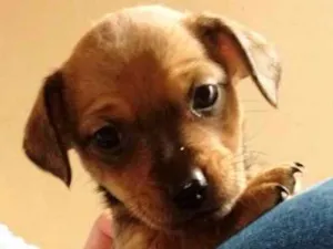 Cachorro raça SRD idade Abaixo de 2 meses nome Pequeno