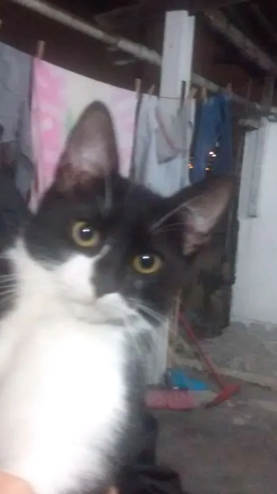 Gato ra a Siames idade 2 a 6 meses nome Não tem