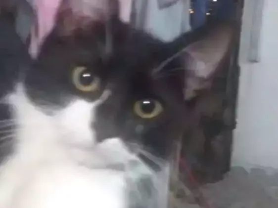 Gato ra a Siames idade 2 a 6 meses nome Não tem