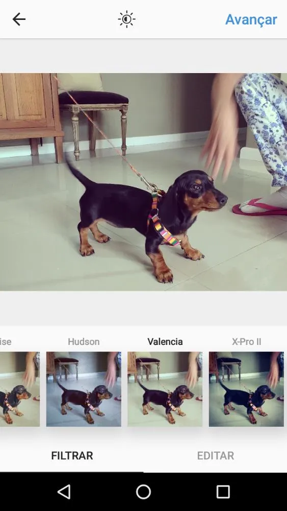 Cachorro ra a Daschund idade 2 a 6 meses nome Antonia