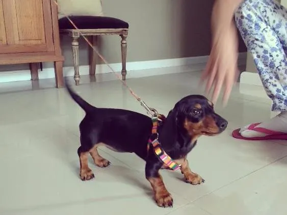 Cachorro ra a Daschund idade 2 a 6 meses nome Antonia