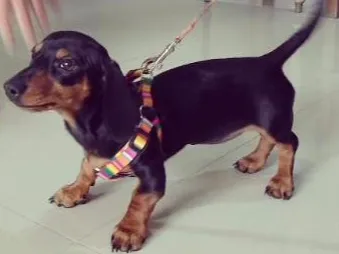 Cachorro ra a Daschund idade 2 a 6 meses nome Antonia
