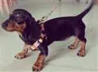 Cachorro raça Daschund idade 2 a 6 meses nome Antonia
