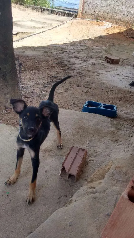 Cachorro ra a Não sei idade Abaixo de 2 meses nome Palito