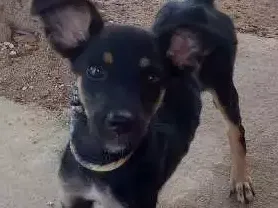 Cachorro raça Não sei idade Abaixo de 2 meses nome Palito