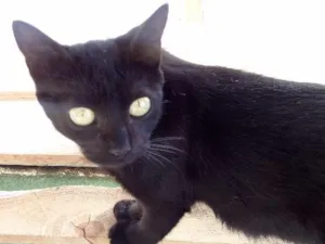 Gato raça Srd idade 1 ano nome Nega e Preta castradas