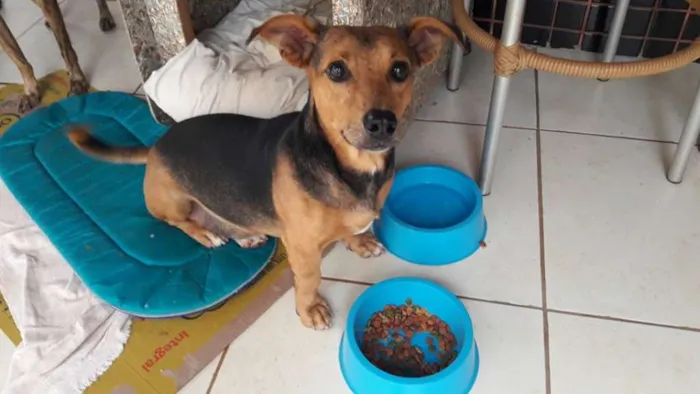 Cachorro ra a SRD idade 3 anos nome THOR
