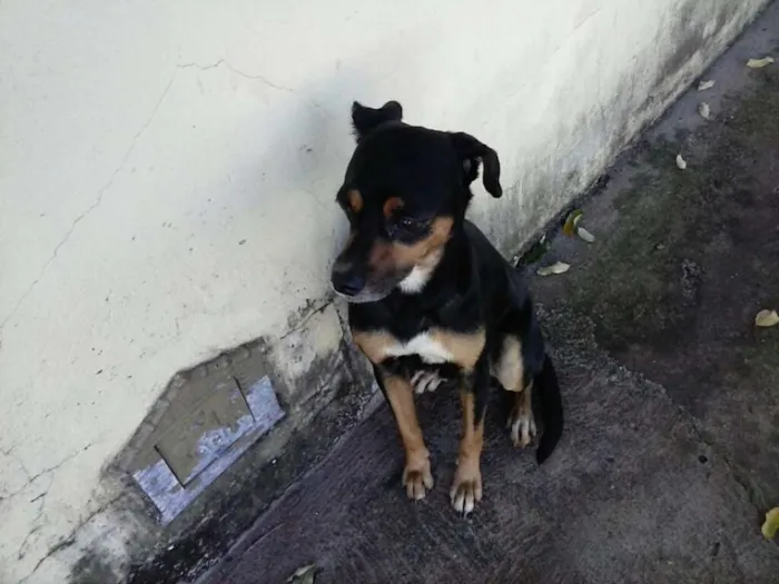 Cachorro ra a SRD idade 2 anos nome SCOOBY