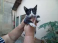 DIVERSOS