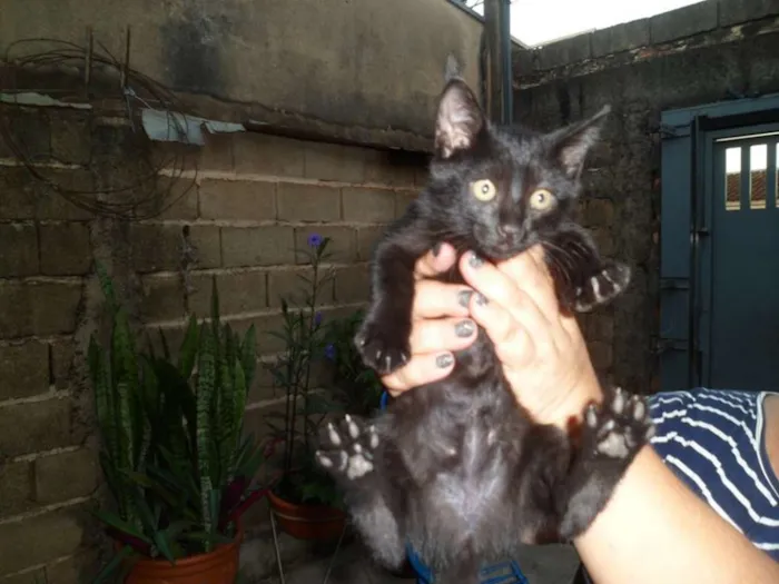 Gato ra a SRD idade 2 a 6 meses nome DIVERSOS