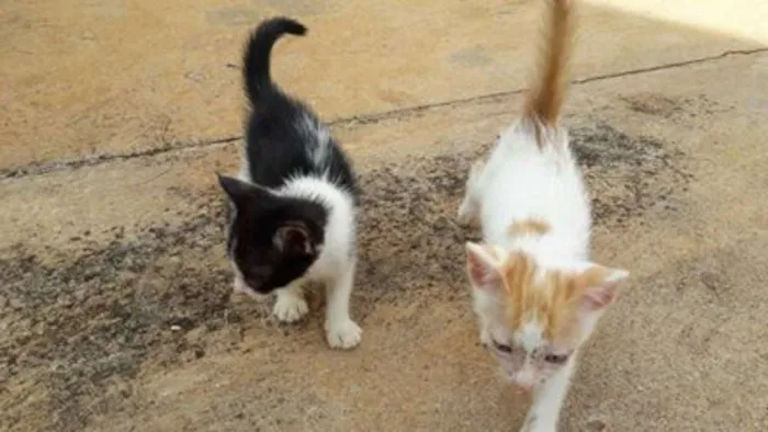 Gato ra a SRD idade 2 a 6 meses nome DIVERSOS