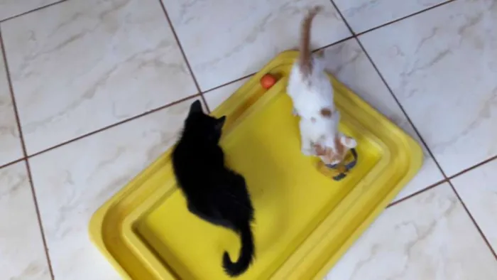 Gato ra a SRD idade 2 a 6 meses nome DIVERSOS