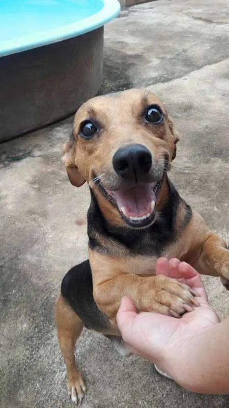 Cachorro ra a SRD idade 3 anos nome THOR