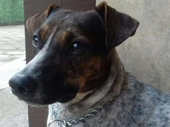 Cachorro ra a Viralata idade 7 a 11 meses nome Nina