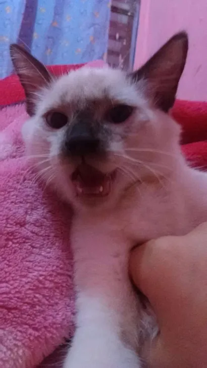 Gato raça Siames idade 1 ano nome Max