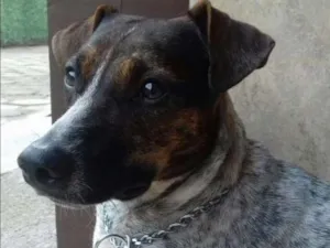 Cachorro raça Viralata idade 7 a 11 meses nome Nina