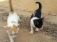 DIVERSOS