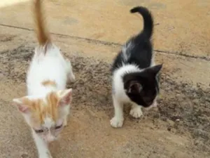 Gato raça SRD idade 2 a 6 meses nome DIVERSOS