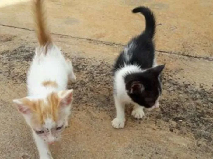 Gato ra a SRD idade 2 a 6 meses nome DIVERSOS
