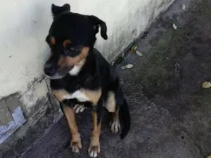 Cachorro raça SRD idade 2 anos nome SCOOBY
