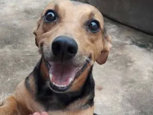 Cachorro raça SRD idade 3 anos nome THOR