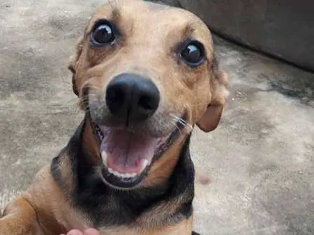 Cachorro ra a SRD idade 3 anos nome THOR