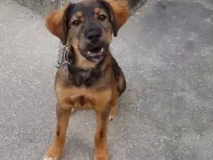 Cachorro raça desconhecida idade 2 a 6 meses nome Thor