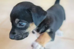 Cachorro raça SRD idade Abaixo de 2 meses nome Sem nome ainda