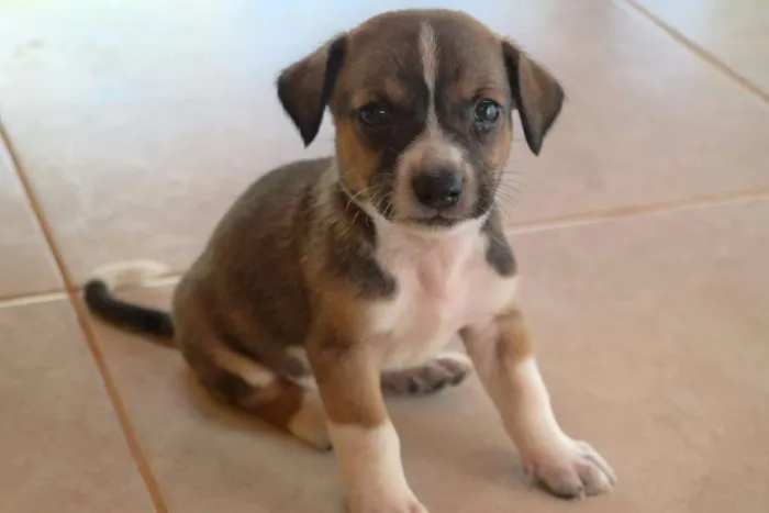 Cachorro ra a SRD idade Abaixo de 2 meses nome Sem nome ainda