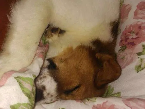 Cachorro raça Srd idade 1 ano nome Hachi